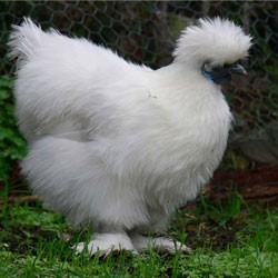 Китайские куры