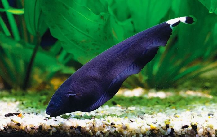 АПТЕРОНОТУС ЧЕРНЫЙ НОЖ