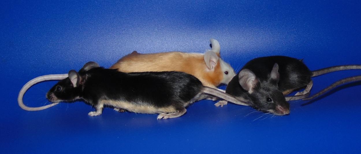 Атласные мыши