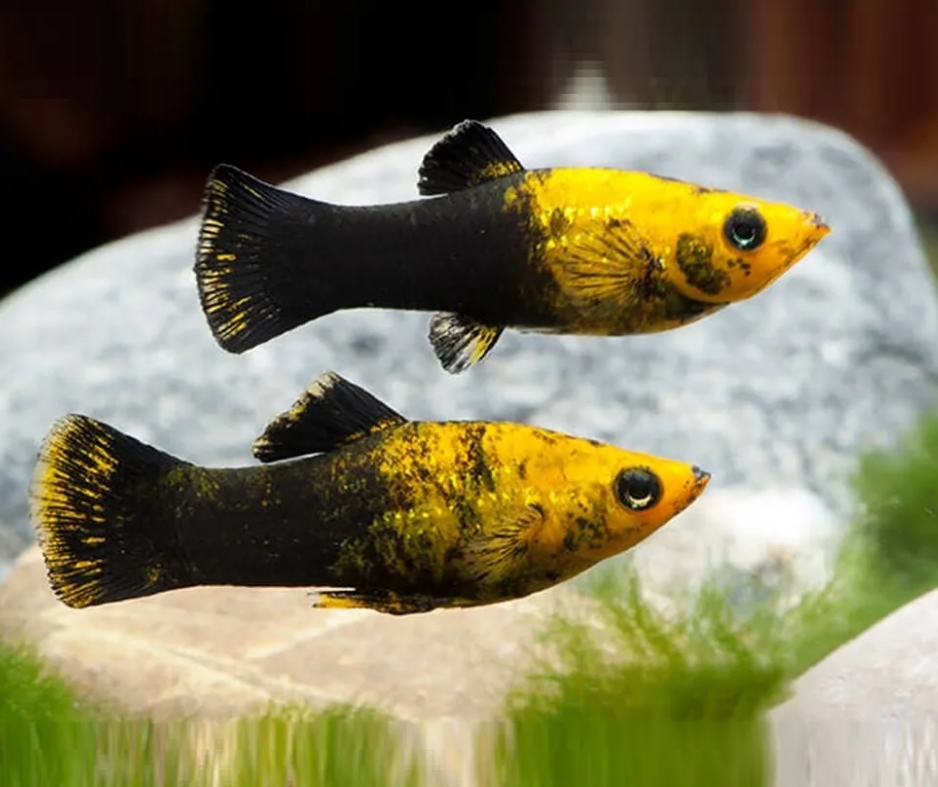 МОЛЛИНЕЗИЯ