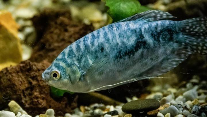 МРАМОРНЫЙ ГУРАМИ