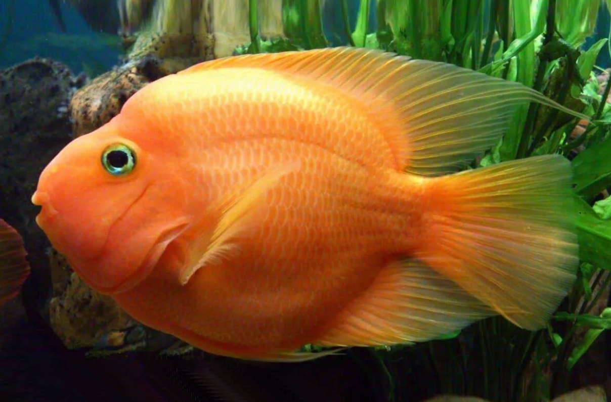 РЫБА ПОПУГАЙ