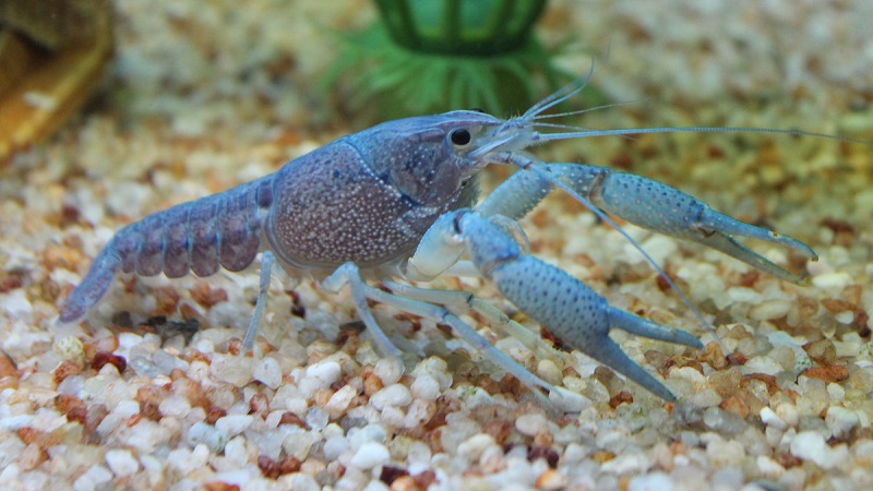 Рак аквариумный