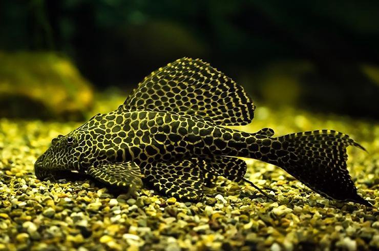 СОМ ПТЕРИГОПЛИХТ