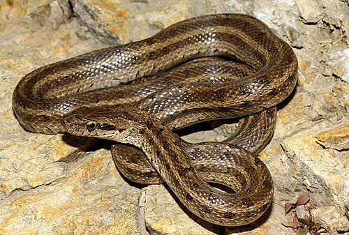 Узорчатый полоз